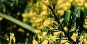 Genista cupanii