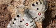 Farfalle diurne 