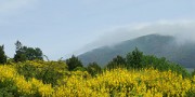 I Fiori delle Madonie