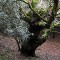 Sentiero Monumenti della Natura di Pomieri