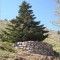 Sentiero degli Abies Nebrodensis