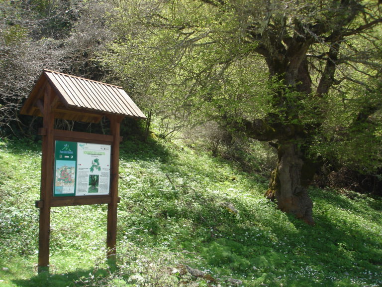 SENTIERO DEGLI ALBERI MONUMENTALI DI POMIERI