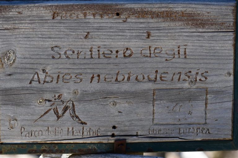 SENTIERO DEGLI ABIES NEBRODENSIS