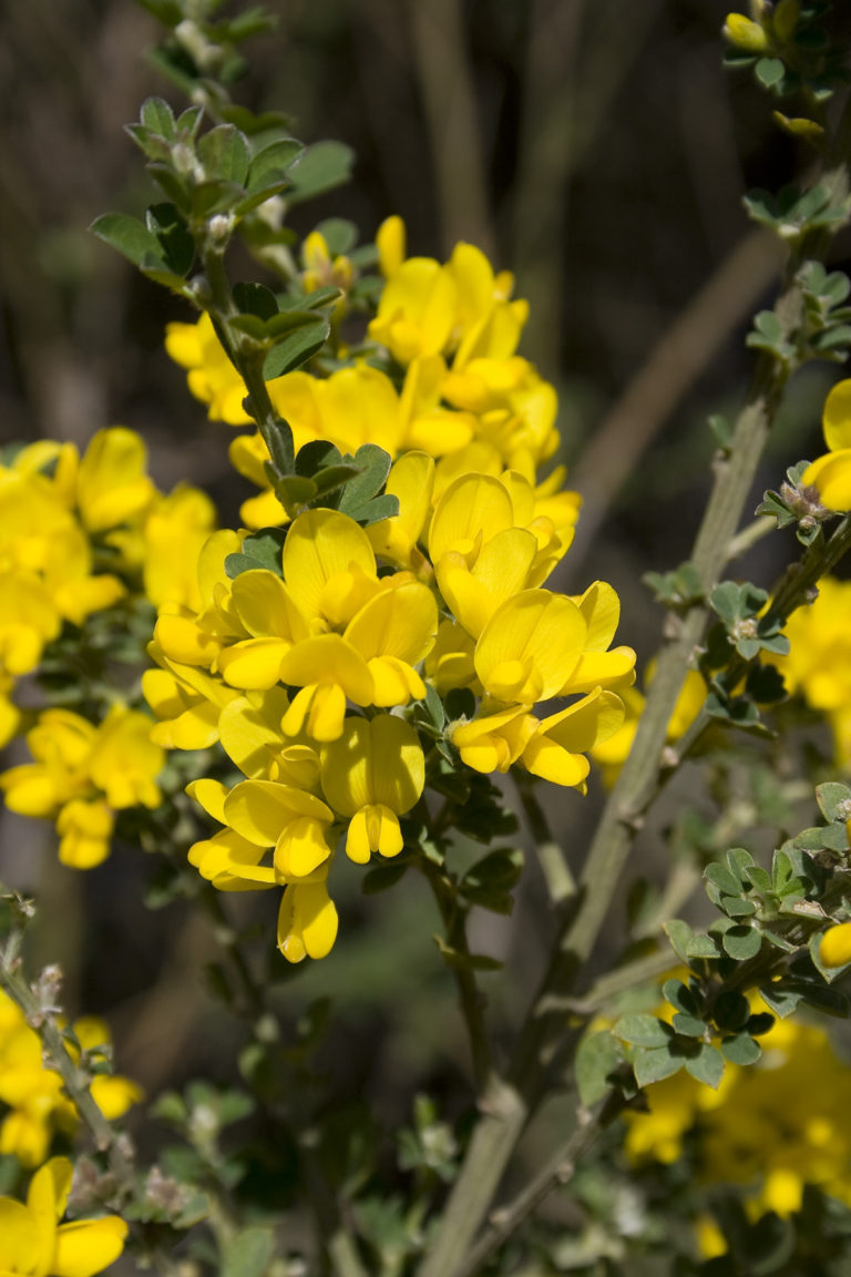 Genista cupanii