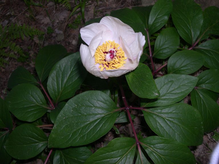 I Fiori delle Madonie