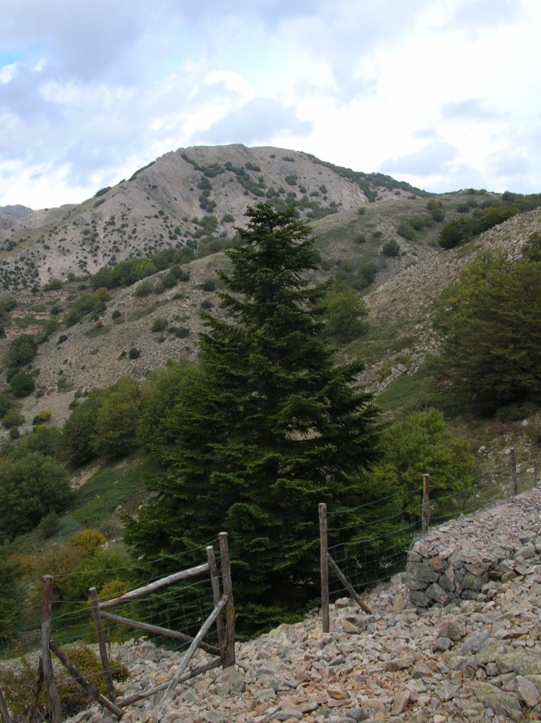 Abies nebrodensis