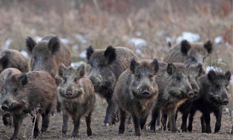 Cinghiale