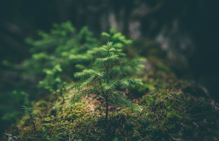 L’ambiente naturale