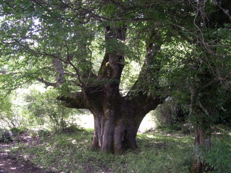 Alberi monumentali