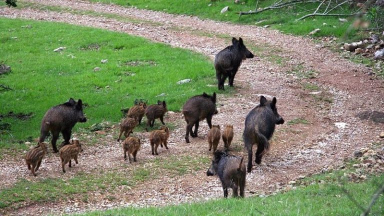 AL VIA IL PIANO DI GESTIONE DEI SUIDI SELVATICI IN AREA DI PARCO