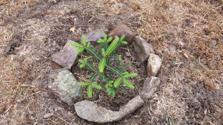 GIORNATA MONDIALE DELL’AMBIENTE piantumato un Abies Nebrodensis  come simbolo della rinascita