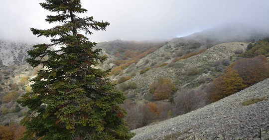 NATURA E BIODIVERSITA’ IL PROG.LIFE4 FIR Responsabile per il Parco delle Madonie Dott.Peppuccio Bonomo continuano i progressi e i notevoli successi.