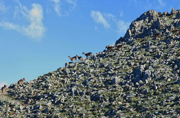 VIA LIBERA DELLA REGIONE AL PIANO SUL CONTENIMENTO DEI DAINI PREDISPOSTO DALL’UFFICIO TECNICO DEL PARCO DELLE MADONIE