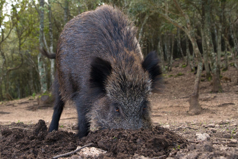 SENTENZA DEL GIUDICE DI PACE-INDENNIZZI PER DANNI PROVOCATI DALLA FAUNA SELVATICA