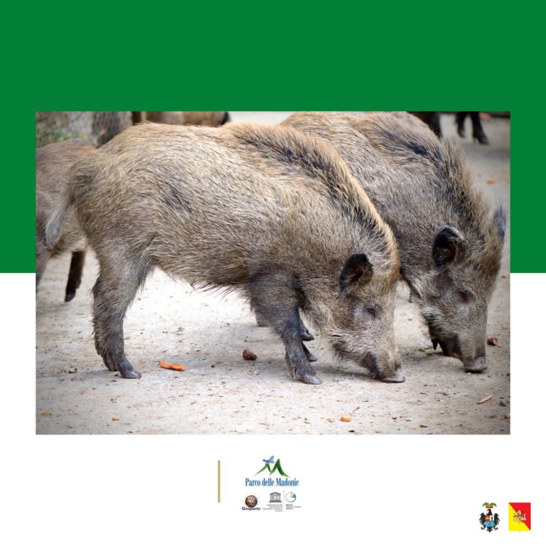 EMERGENZA SUIDI – PIANO DI GESTIONE DEI SUIDI intervista al Dirigente Dottor Peppuccio Bonomo al funzionario Sandro Scelfo  e al veterinario Egidio Mallia che spiega cos’è un Piano di Gestione