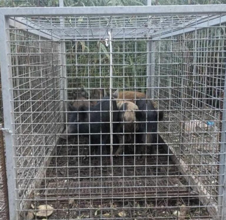 FAUNA SELVATICA – IL PARCO DELLE MADONIE E LE BUONE PRATICHE