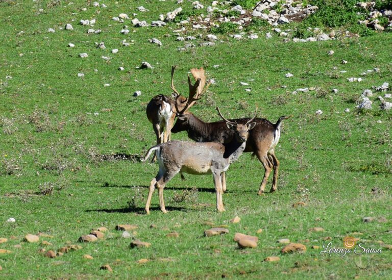 Emergenza daini, al via il Piano di Gestione della specie.