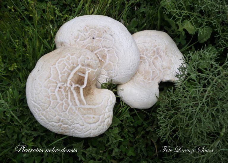 Disciplina per la raccolta, commercializzazione e valorizzazione dei funghi epigei spontanei. Modalità e criteri per il rilascio del relativo tesserino.