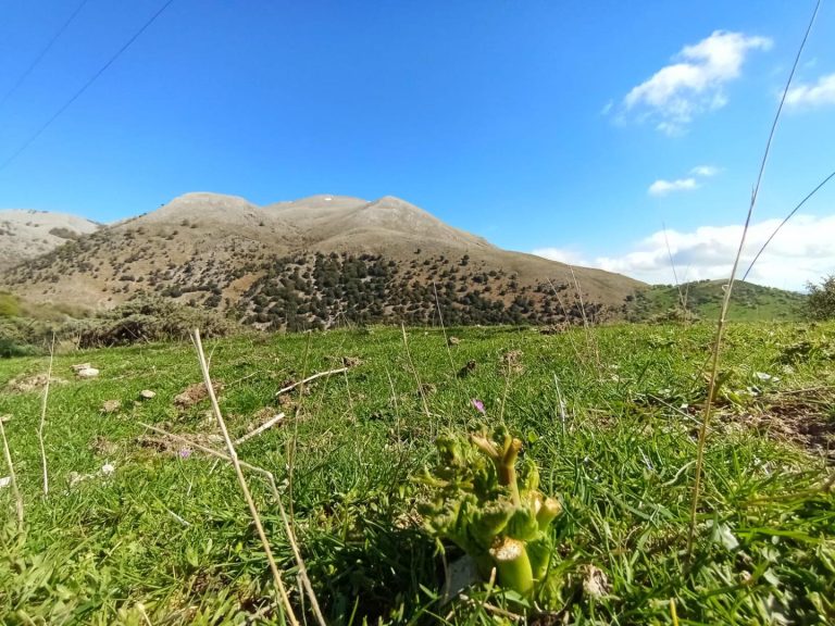Salvaguardia del Basilisco-Collaborazione tra enti per la salvaguardia minacciato dalla pressione dei daini nel territorio del Madonie UNESCO Global Geopark.