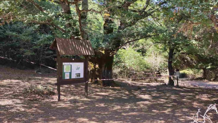 Avviso Importante per gli Escursionisti: Sicurezza e Rispetto degli Alberi Monumentali nel Parco delle Madonie