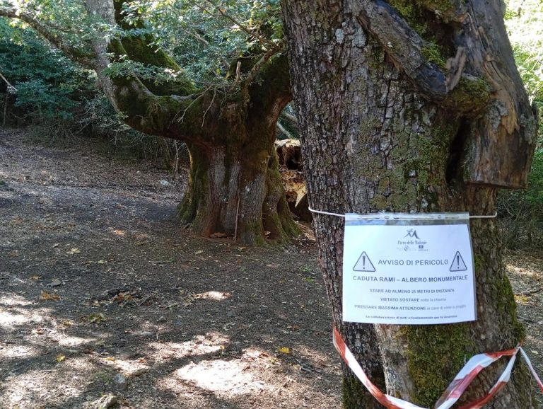 Divieti temporanei per il Sentiero della Rovere secolare di Pomieri.Prestare attenzione – è bene mantenere le distanze e non sostare sotto le loro chiome quando sussistono possibili condizioni di rischio.